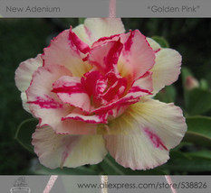 2 seeds Variegated Adenium Obesum Golden Pink Desert Rose Flowers Seeds  - £7.81 GBP