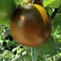 Pigletwillie&#39;S French Black Tomato Seeds Organic Fast Shipping - £6.00 GBP