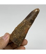46.8g, 3.4&quot;X1.1&quot;x 1&quot;, Rare Natural Fossils Spinosaurus Tooth from Morocc... - £125.90 GBP