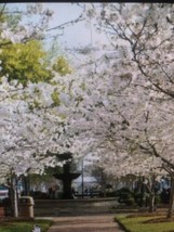 2 to 5 Foot Yoshino Cherry Blossom Tree Seedling live tree - $27.85