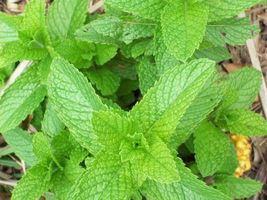 SHIP FROM US 25,600 Spearmint Seeds (Mentha Spicata), ZG09 - £36.82 GBP