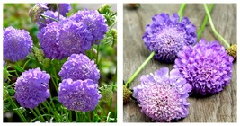 Scabiosa Atropurpurea &#39;Blue Cockade&#39; Seeds 400 Garden Seeds - £24.54 GBP