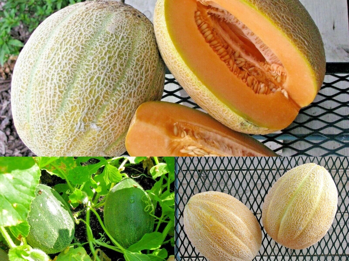 40+HALES Best Jumbo CANTALOUPE  Heirloom Melon Fruit Vine SeedsSummer Garden - $16.75