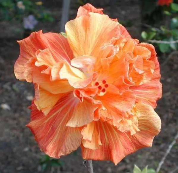 New Fresh 20 Double Yellow Orange Hibiscus Seeds Flowers Flower - £10.62 GBP