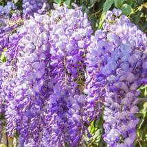Garden Wisteria Vine Plant seeds - $6.00