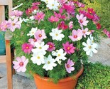 300 Seeds Dwarf Cosmos Sensation Mix Seeds Wildflower Drought Heat Garde... - £7.20 GBP