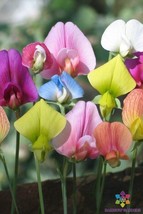 50+ Spangles Annual Sweet Pea Seeds - $8.48