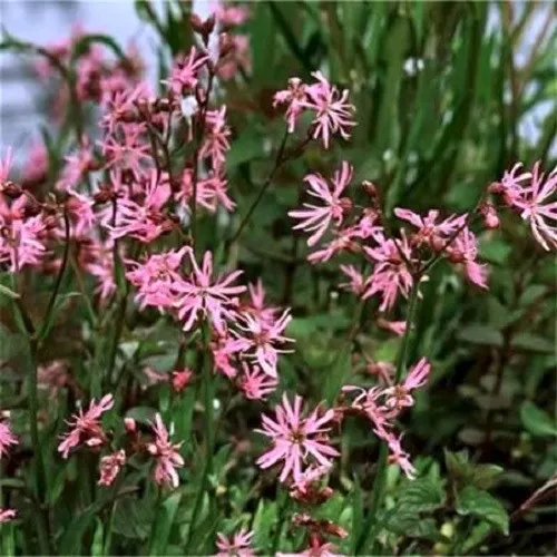 100 Seeds RAGGED ROBIN Pink Purplish Lychnis Flos Cuculi Pink Flower  - £9.18 GBP