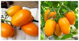 5 Bags (200 Seeds/Bag) of &#39;Radiant Gold&#39; Yellow Tomatoes Creamy Elegance - $21.99