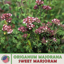 S_SH 1000 Sweet Marjoram Seeds, Origanum Majorana, Culinary, Medicinal, Genuine  - £5.34 GBP