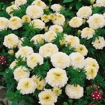 70 Pure Seeds Eskimo White African Marigold Flower  - £6.27 GBP