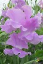 50+ Ethel Grace Sweet Pea Seeds - $9.00