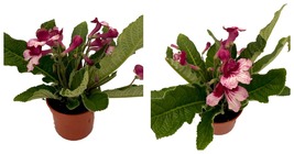 Beautiful - Ladyslippers Red Bicolor Streptocarpus - 4&quot; Pot - £41.68 GBP