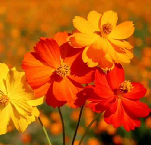 Fresh Bright Lights Mixed Cosmos 100 Seeds Flowers Grown In Usa Garden - £8.58 GBP