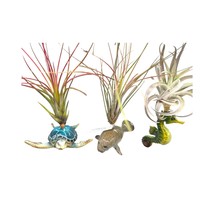 Tillandsia Planted in Hand Made Resin Sea Life Sculptures, Hanging Assorted Set  - £44.91 GBP