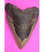 Authentic Megadolon Shark Tooth 5.29 Inches 248 Grams Fossil Dino Girl C... - $218.05 CAD