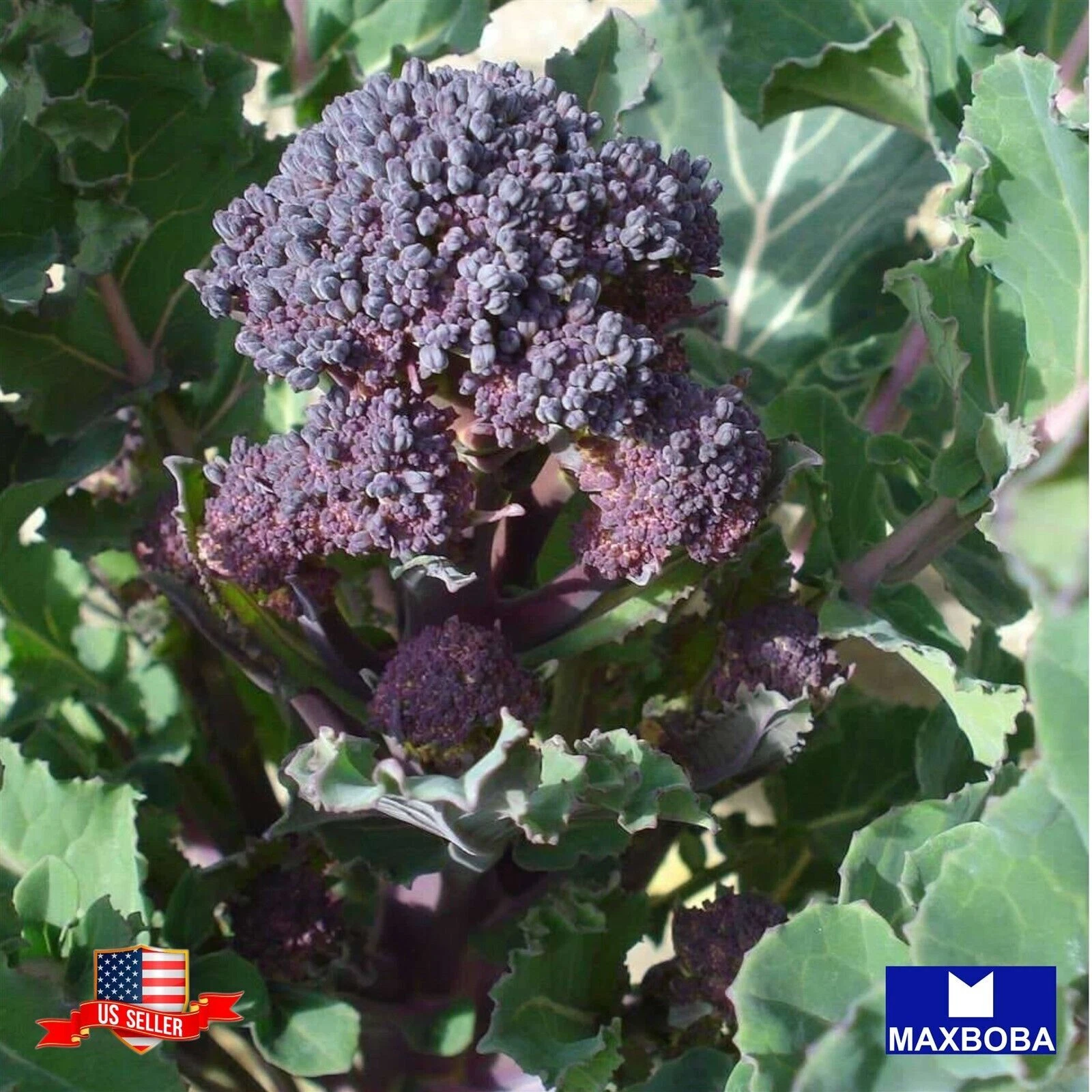 700+ Broccoli Seed Early Purple Sprouting Non-GMO Heirloom BOGO 50% OFF - $9.08