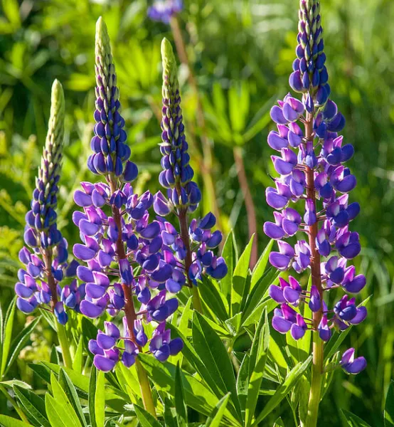 Lupine Annual Arroyo Quick Color Blue 25 Fresh Seeds - £10.93 GBP