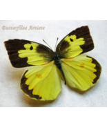 Southern Dogface Zerene Cesonia Butterfly Framed Entomology Shadowbox Display - $59.00