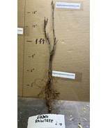 2 year old Golden Rain Tree , Large Yellow flower panicles flowering tre... - $46.50 CAD