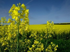 Organic Canola Rapeseed {Brasica Napus}20 Seeds  From US  - $8.35