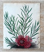 Andrews Botanical Print Engraving Flower Protea Humiflora 1805 Colored 0... - $22.49