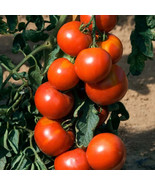 SKM 50 Seeds Solar Power Tomato Tomatoe Vegetable Easy to Grow - $206.35 MXN
