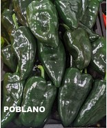 Seed- Mexican Beloved Hot Peppers Guajillo Poblano- (Chile Ancho) Jalapeno - $4.91 CAD+