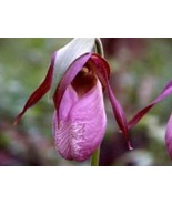 100 seeds Pink Lady&#39;s Slipper Moccasin Flower  - £6.76 GBP