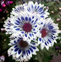 20 Blue Window Daisy Flower Seeds For Spring Summer Blue Yellow White Co... - $168.75 MXN
