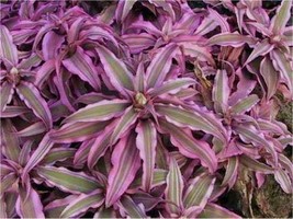 El Rey Cryptanthus bivittatus AKA Earth Star Bromeliad~~SMALL STARTER Plant - £14.66 GBP