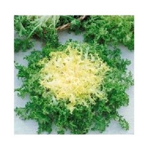 THJAR Green Curled Rufflec ENDIVE 200 Seeds heirloom delicious tender le... - $46.18 MXN