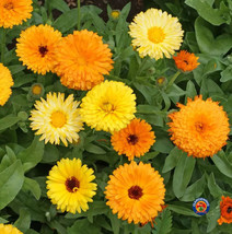 PWO Calendula Fiesta Gitana Dwarf Mix Marigold  Flowers Edible 150 Seeds - £5.02 GBP