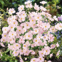 Heirloom Pink Gypsophila Baby&#39;s-breath Cut Flower - 60 Seeds - £4.64 GBP