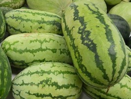 Watermelon Seeds Jubilee 15 Ct Fruit 25-40 Lbs NON-GMO  - £3.05 GBP