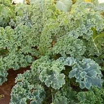 US Seller Dwarf Siberian Kale Seeds Fast Shipping - £8.40 GBP