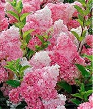 Fresh Seeds 20Pcs Champagne Hydrangea Seeds Fresh Pink Flowers - $13.82