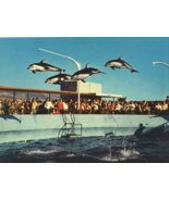 Flying Pacific White Sided Dolphins at the Marineland. The Oceanarium&#39;s ... - £2.97 GBP