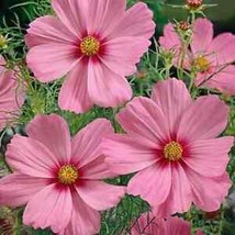 Gloria Cosmos 200 Seeds | Non-GMO | FROM US | Seed Store | 1225 - £3.53 GBP