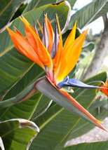 AWS Orange Bird Of Paradise Strelitzia Reginae Small Rooted Plant - $34.43