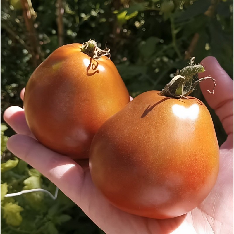 PSA Japanese Black Truffle 12 Tomato Easy Grow - $10.07