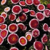 20+ Giant Red Moon Aster Flower Seeds / Seed Annual - £12.01 GBP