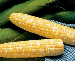 50 Corn Seeds Serendipity Triple Sweet Corn Seeds Garden USA Seeds - £5.13 GBP