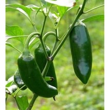 Tisseeds 25 Jalapeno M Pepper Seeds Nongmo Heirloom Fast Ship Us - £7.29 GBP