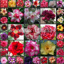 100% Fresh Real Adenium Obesum semillas Mix - Bonsai Desert Rose Flower Plant se - £52.74 GBP