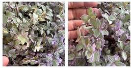 20 Cuttings Wandering Jew Callisia Pink Panther Turtle Vine Bolivia Tradescantia - £19.65 GBP