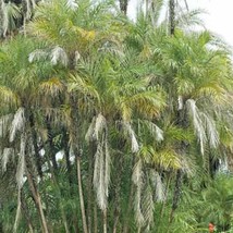 USA SELLER Phoenix Paludosa Mangrove Date Palm 5 Seeds Free Shipping - $18.40