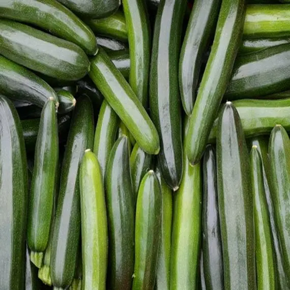 Squash Black Beauty Zucchini Summer Vegetable NON GMO 25 Seeds - £7.71 GBP
