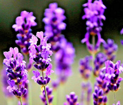 800+ LAVENDER VERA SEEDS PERENNIAL SPRING MOSQUITO PEST REPELLENT BEES H... - $3.98