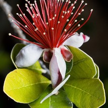 Best Seeds 10 Pineapple Guava Fruit Acca Guavasteen Brazilian Or Fig Guava Feijo - $14.90